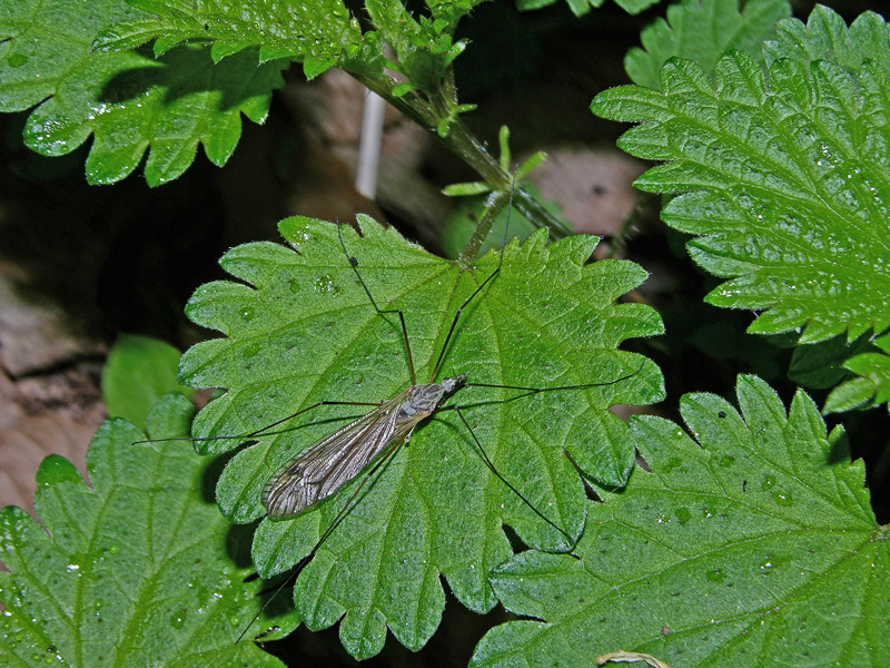 Ditteri